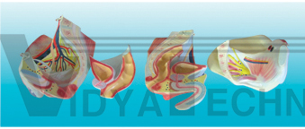 The model of male pelvis and pelvic muscles gradation